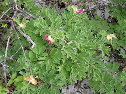 Image of Paeonia officinalis subsp. microcarpa (Boiss. & Reuter) Nyman