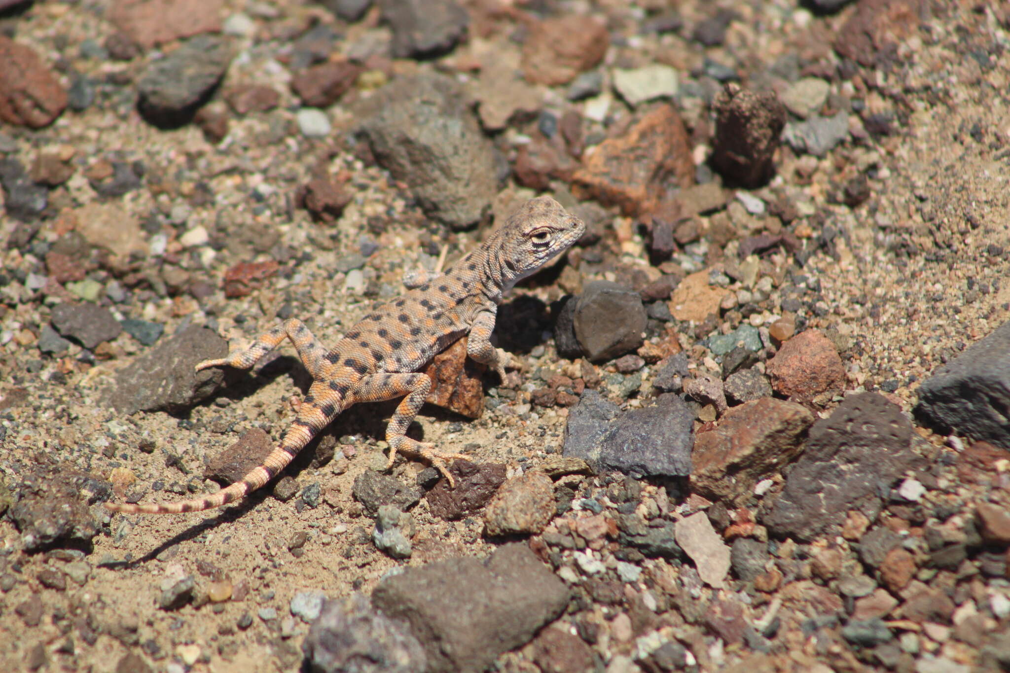 Image of Liolaemus audituvelatus (Núñez & Yáñez 1983)