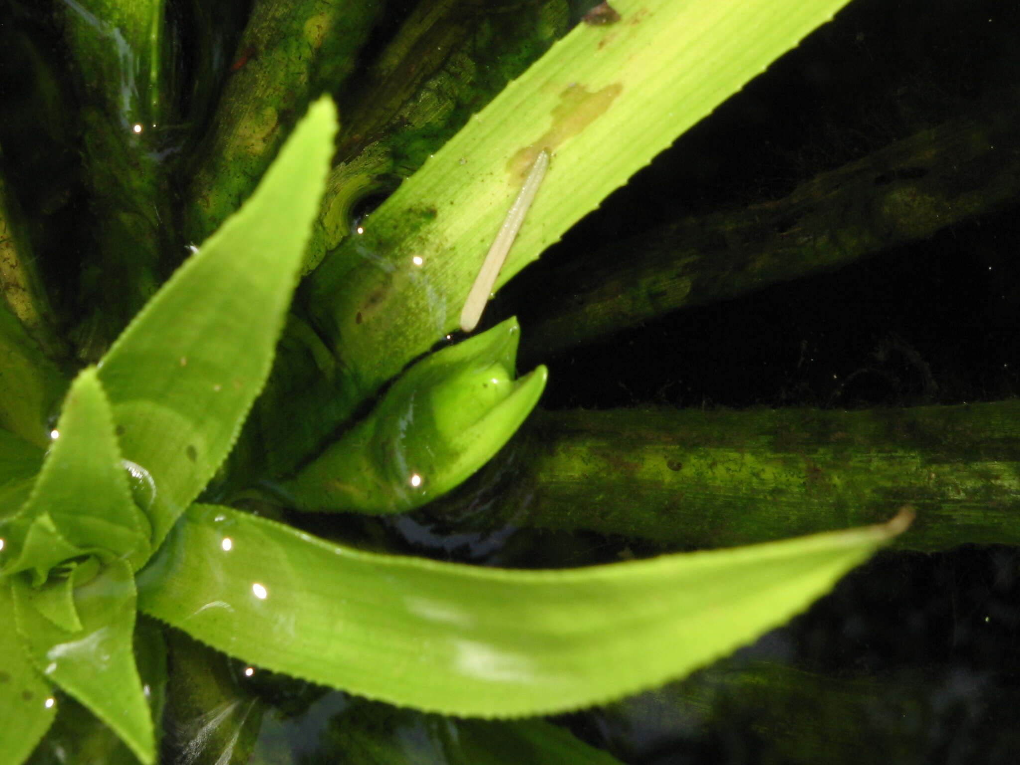 Image of water soldiers