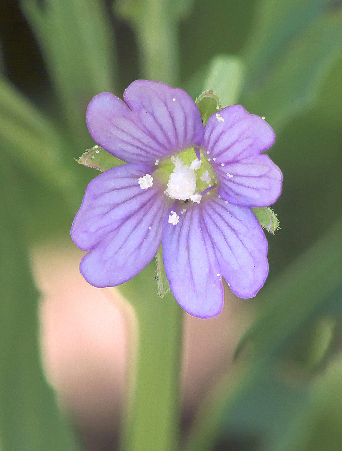 Epilobium tetragonum (rights holder: Rasbak)