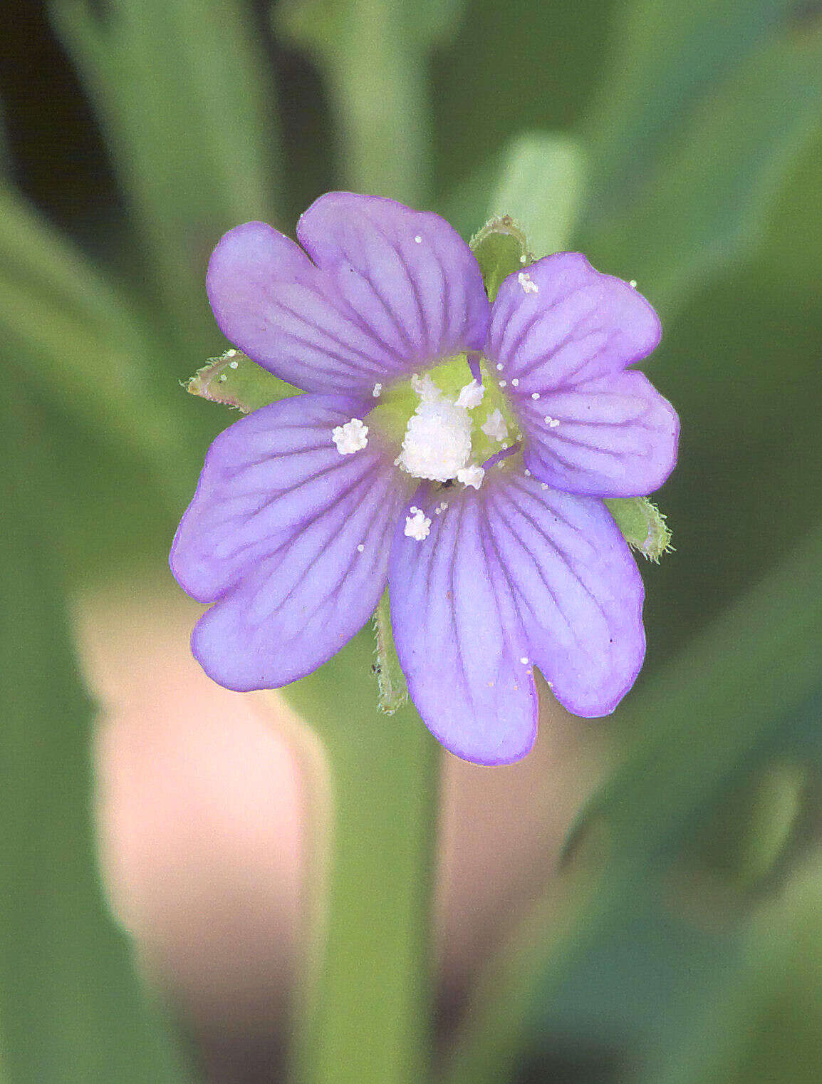 Imagem de Epilobium tetragonum L.