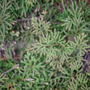 Image of Selaginella limbata Alston