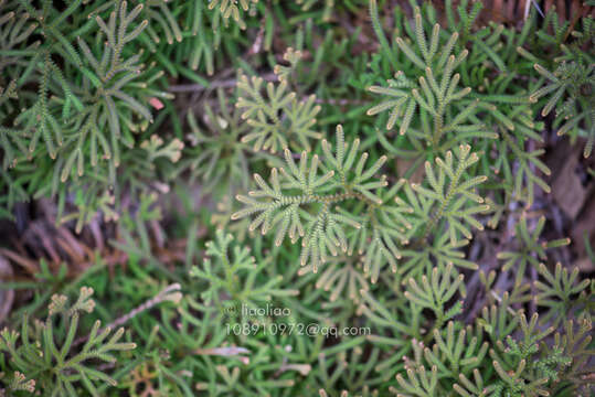 Image of Selaginella limbata Alston