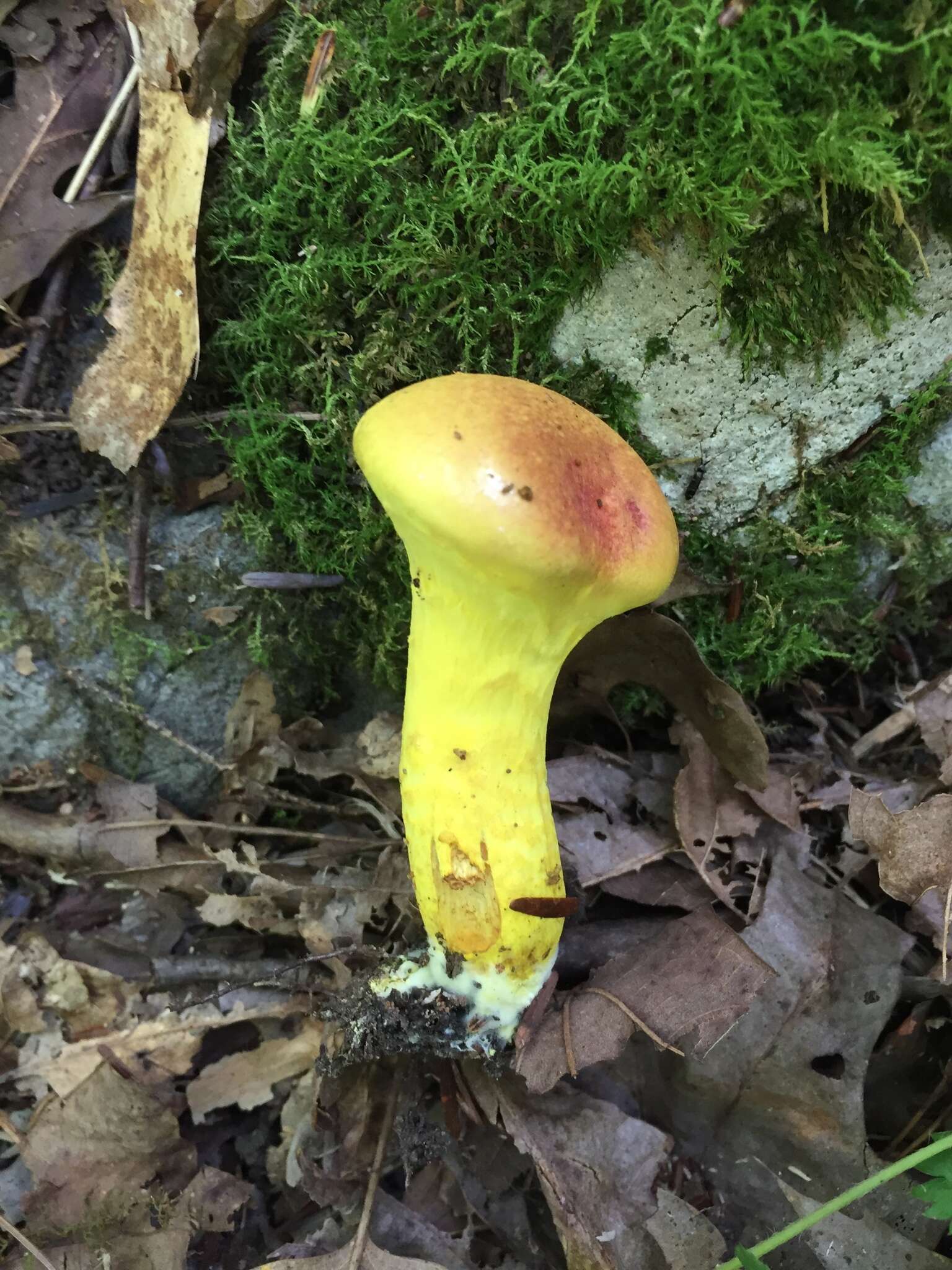 Image of Pulveroboletus