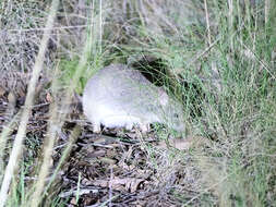 Image of Eastern Bettong