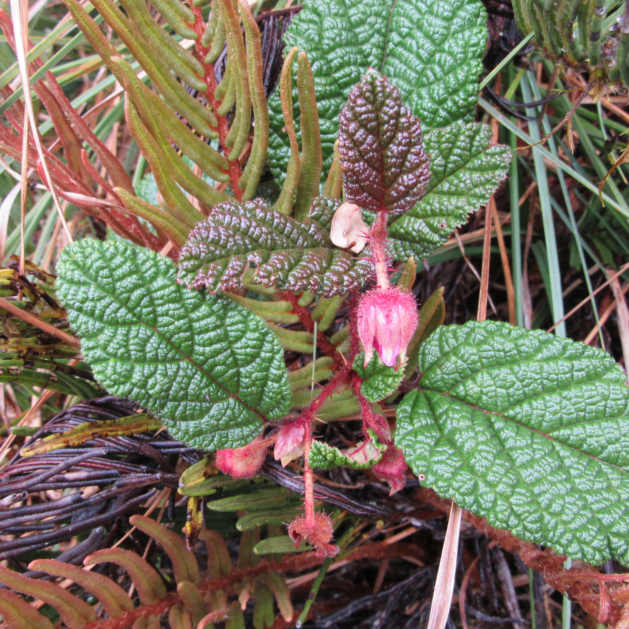 Image of Rubus acanthophyllos Focke