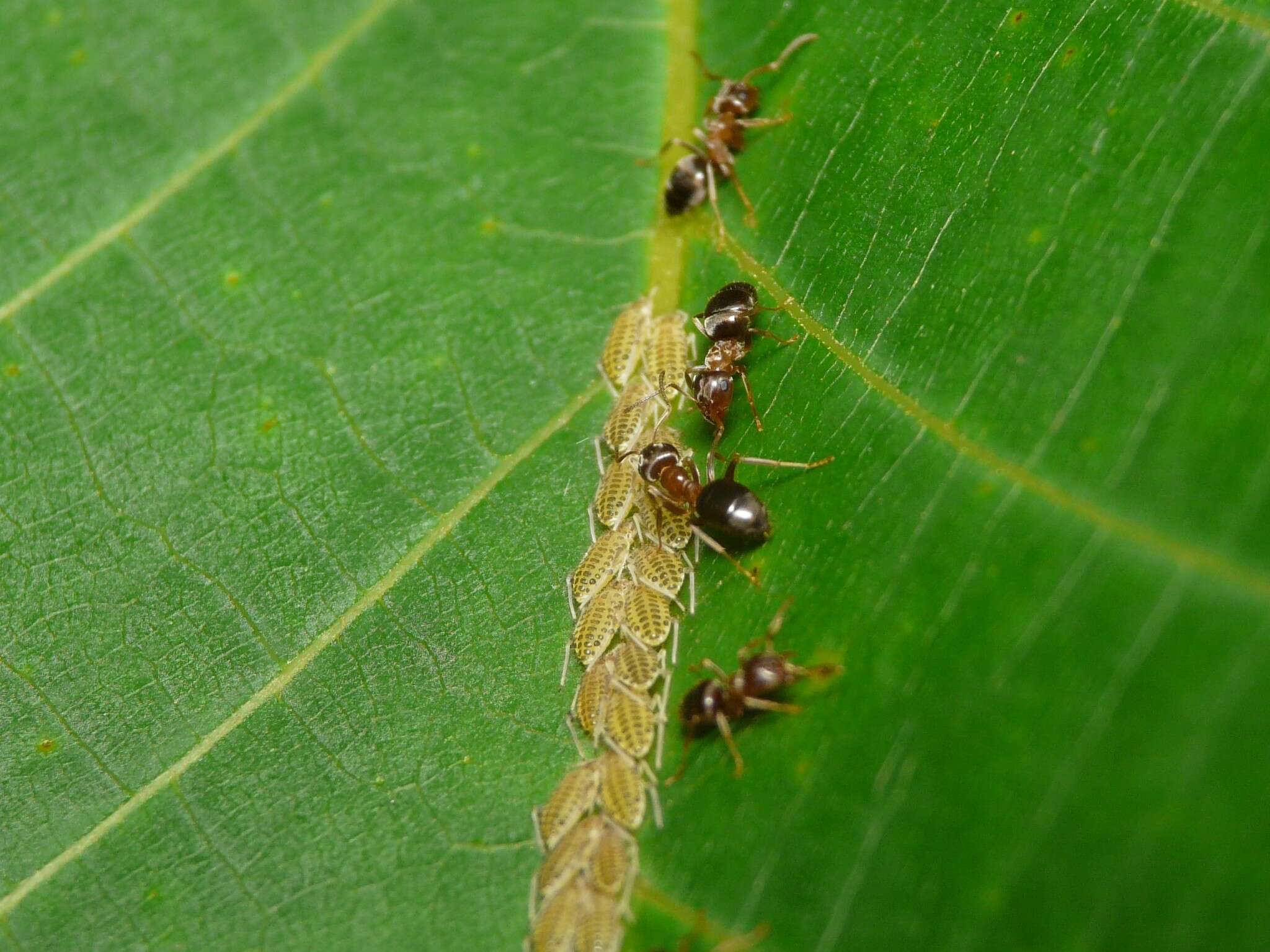 Image de Lasius brunneus (Latreille 1798)