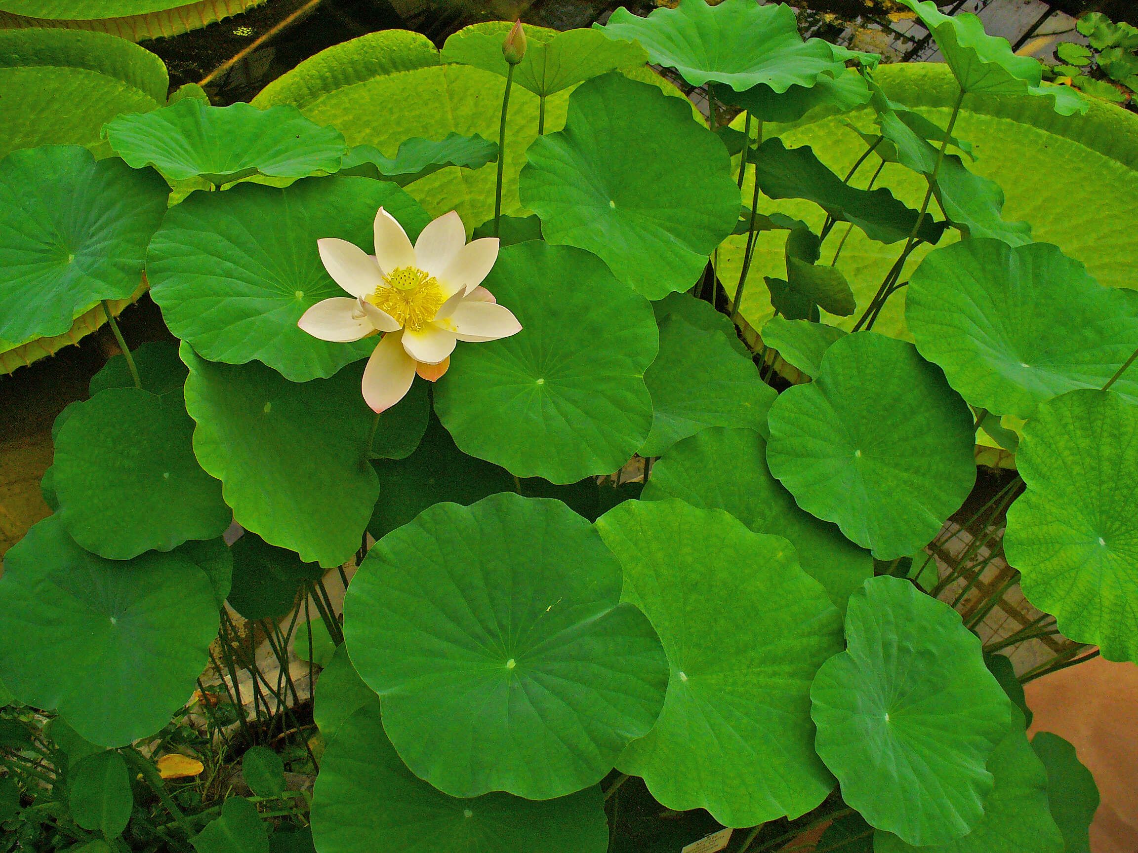 Image of sacred lotus