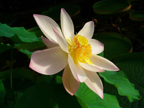 Image of sacred lotus