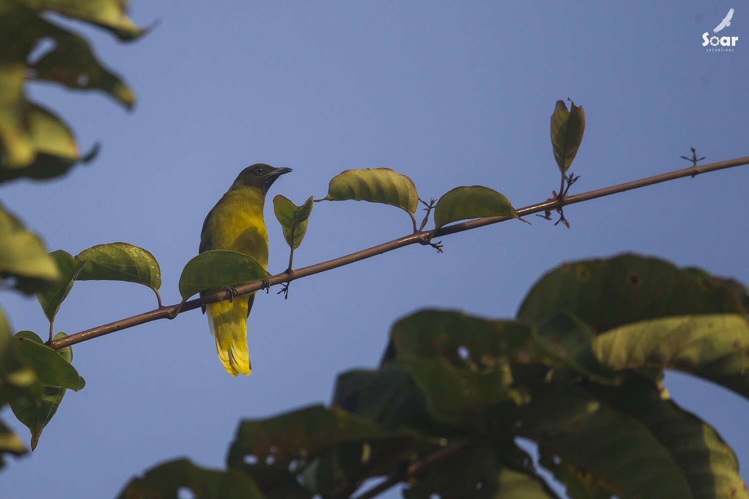 Image of Andaman Bulbul