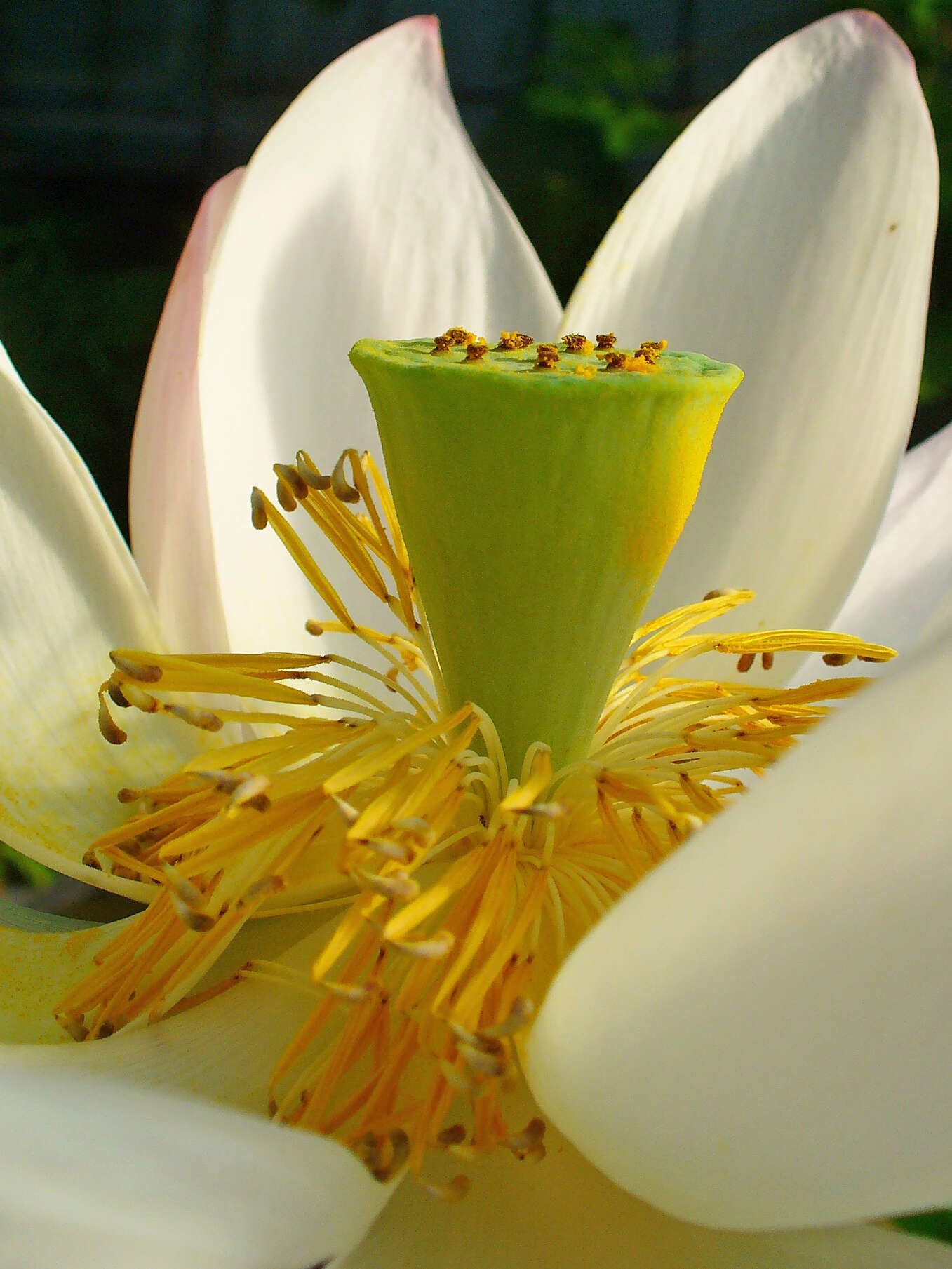 Image of sacred lotus