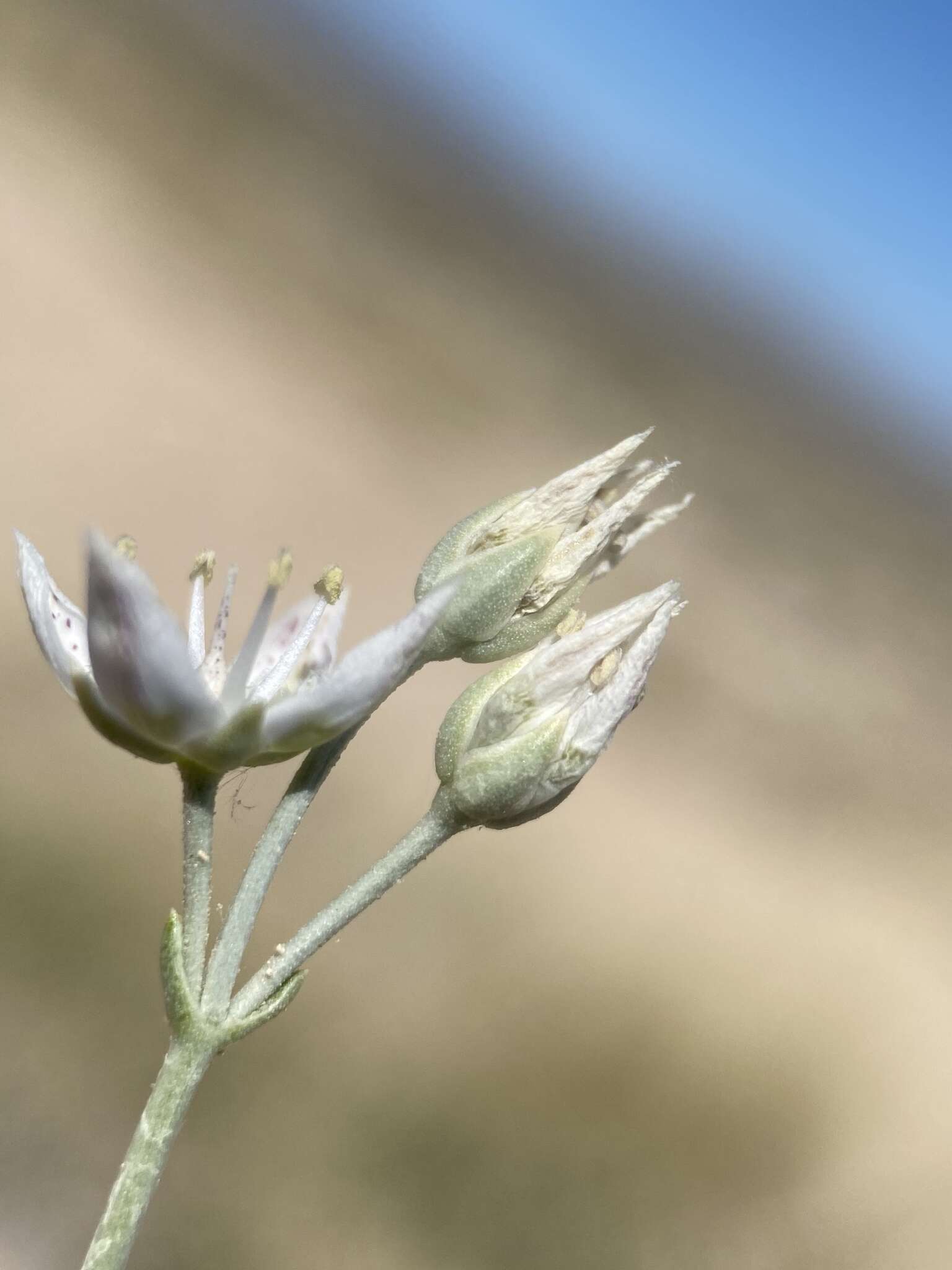 Image of Sunnyside frasera