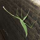 Image of Children’s Stick Insect