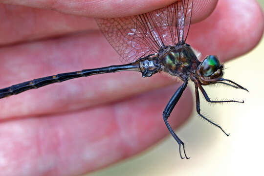 Image of Mocha Emerald