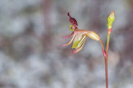 Image of Small duck orchid