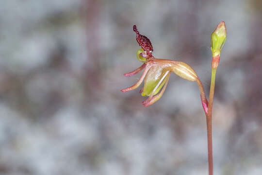 Image of Small duck orchid