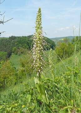 Himantoglossum hircinum (L.) Spreng. resmi