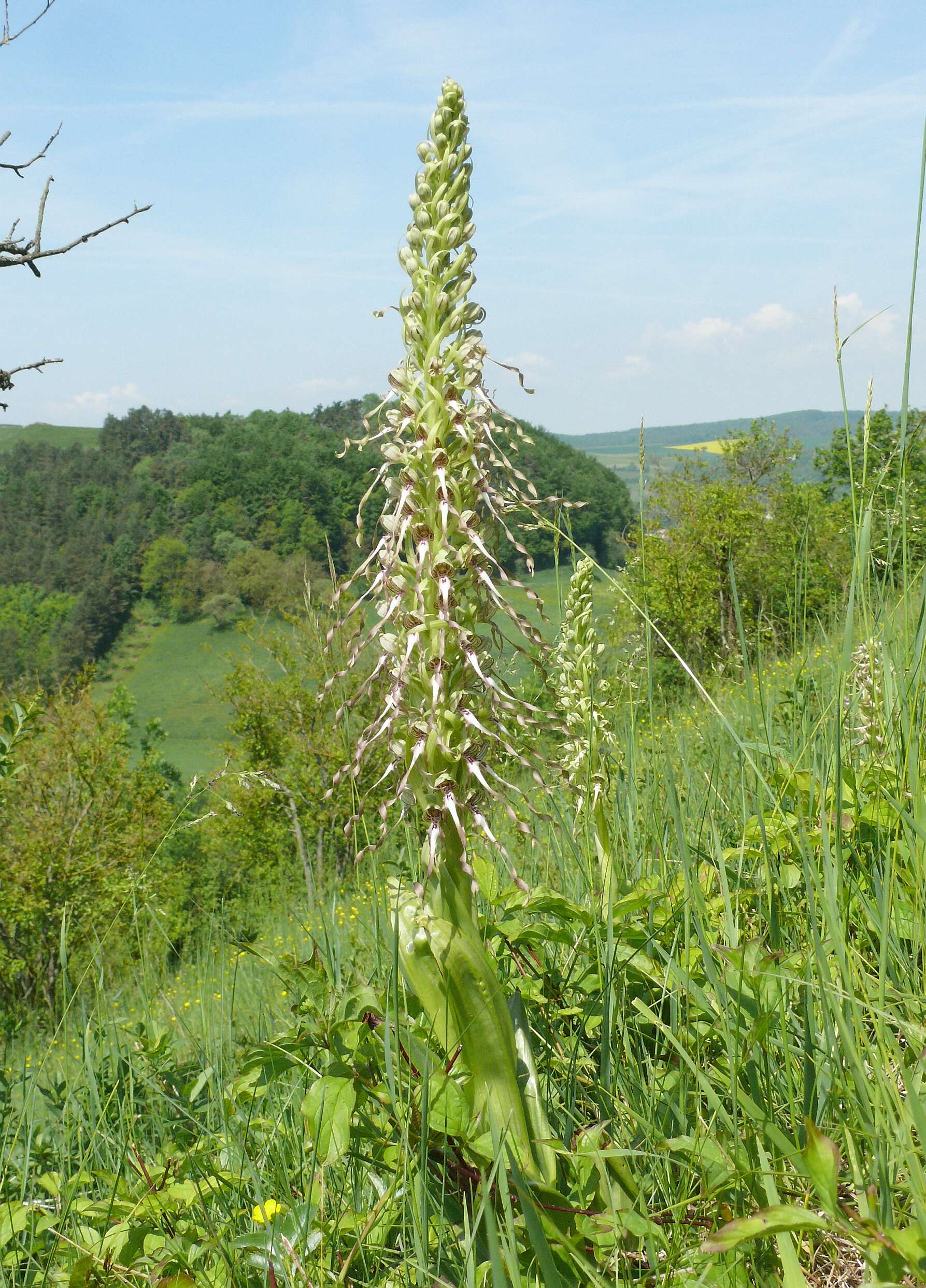 Himantoglossum hircinum (L.) Spreng. resmi