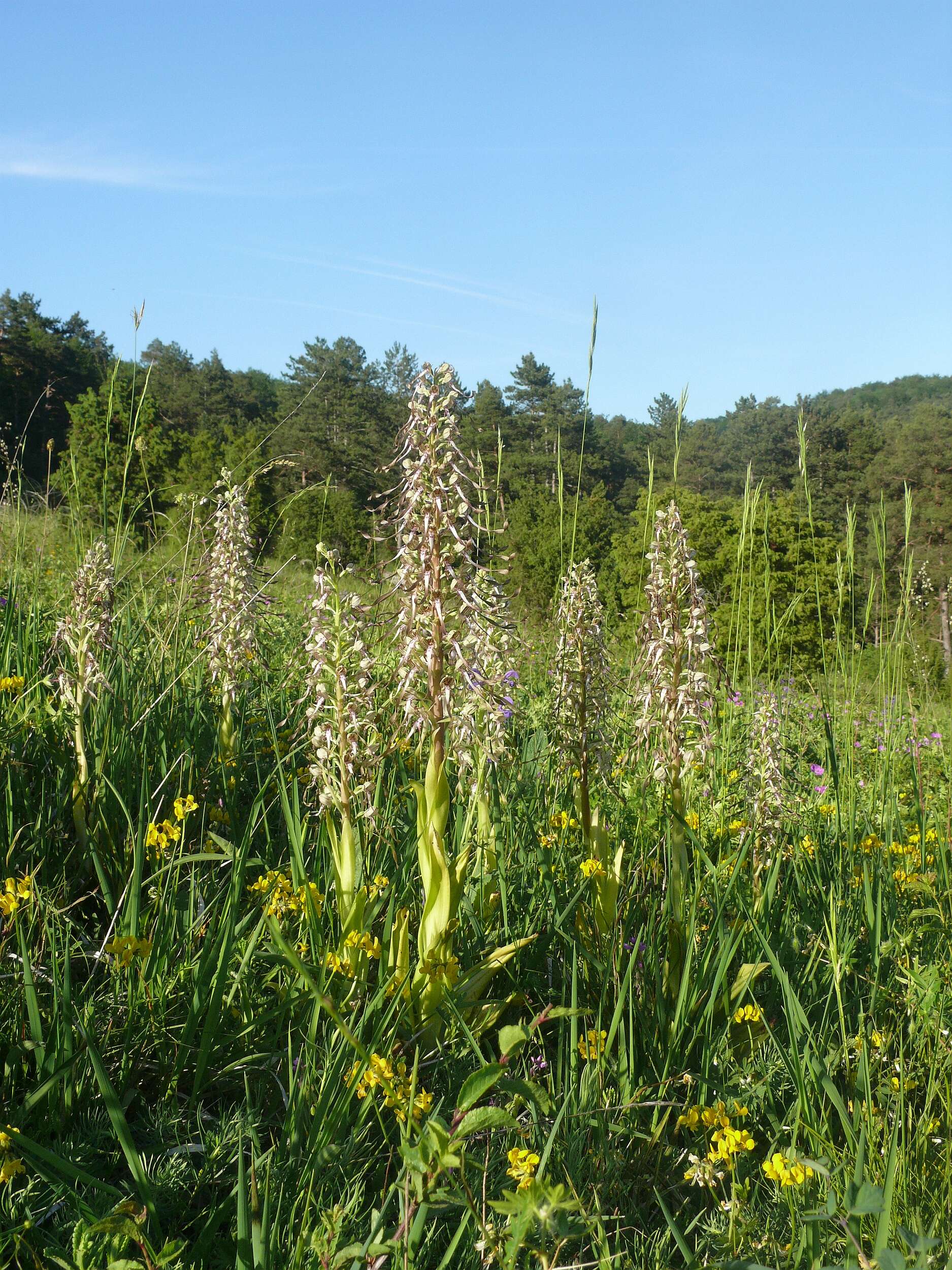 Himantoglossum hircinum (L.) Spreng. resmi