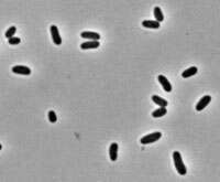 Corynebacterium glutamicum resmi