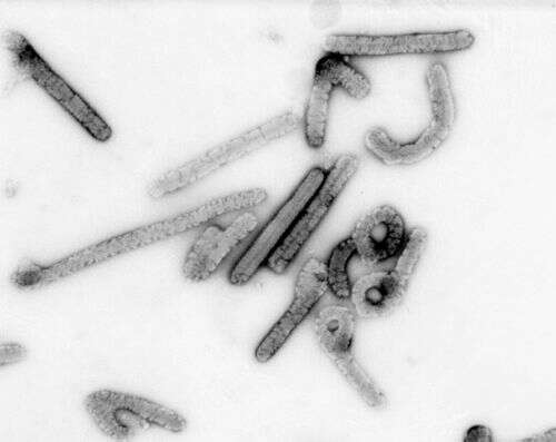 Image of Marburgvirus