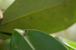 Image of Jumping spider