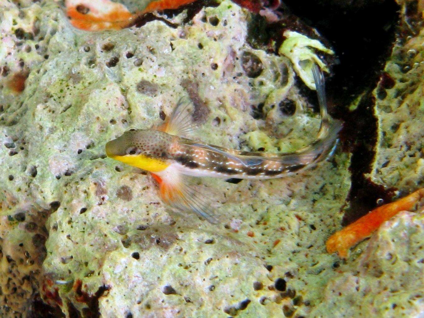 Image of Adriatic blenny