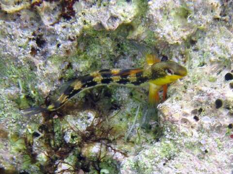 Image of Adriatic blenny