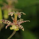 Image de Tricyrtis maculata (D. Don) J. F. Macbr.