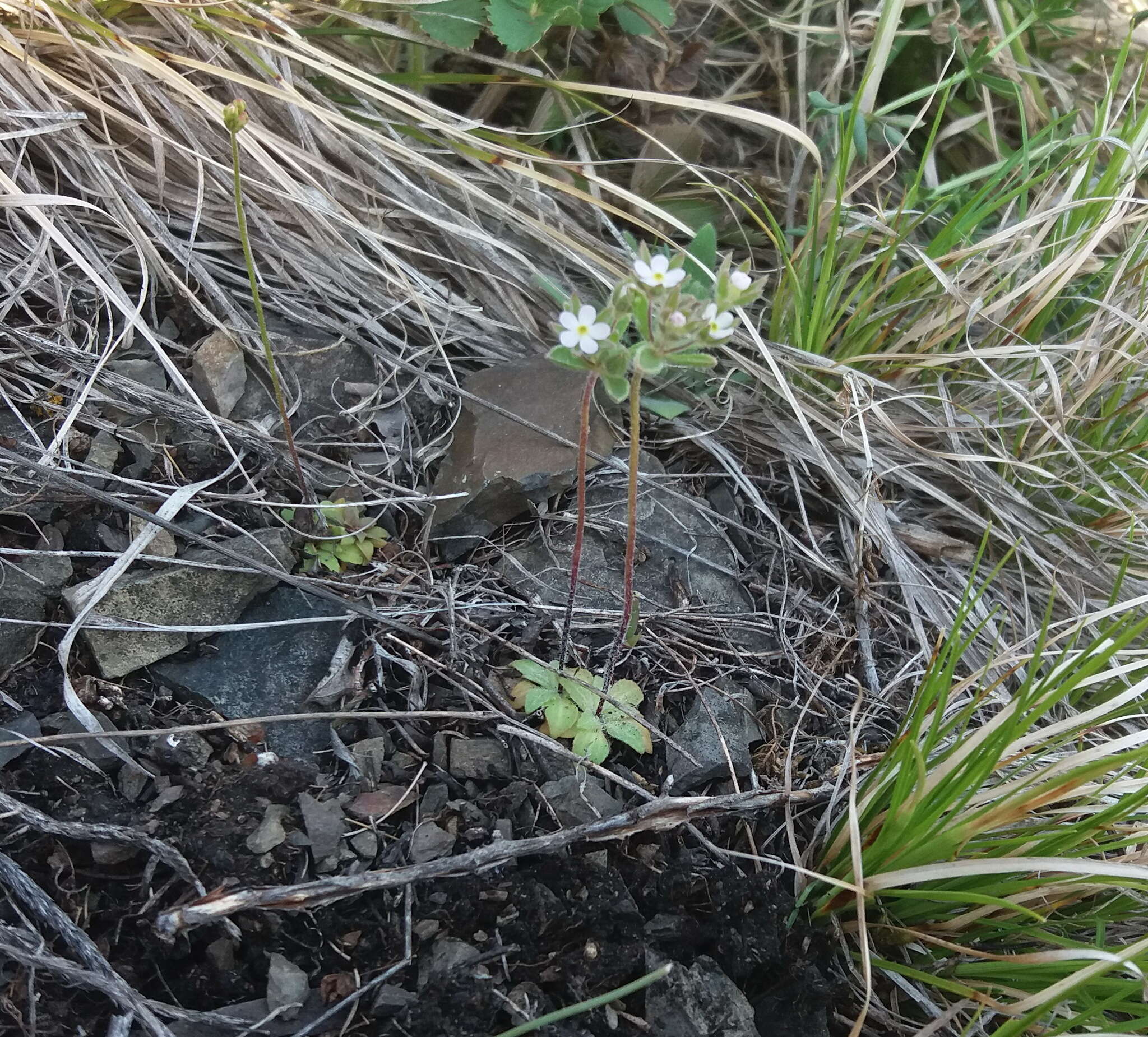 Image of greater rockjasmine