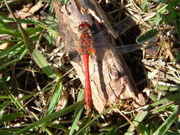 Image of Common Darter