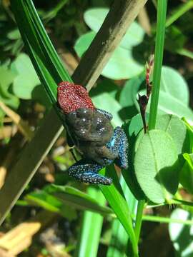 Image of ruby poison frog