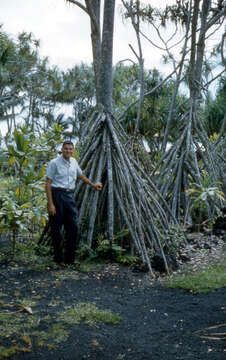 Image de Pandanus tectorius Parkinson ex Du Roi