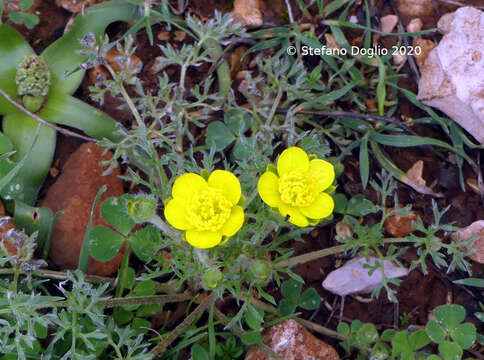 Image of Ranunculus millefolius Banks & Solander