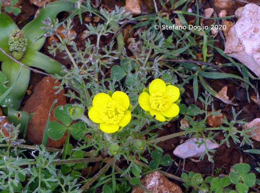 Image de Ranunculus millefolius Banks & Solander