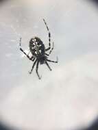 Image of Orbweaver