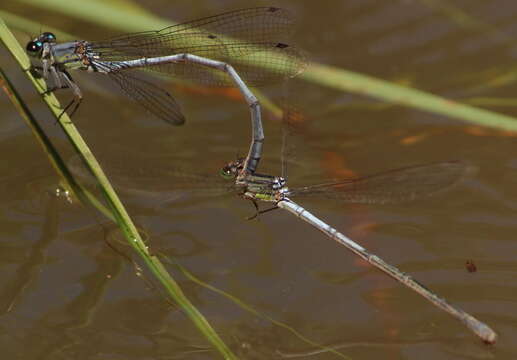 Image of <i>Pseudagrion spernatum natalense</i> Ris 1921