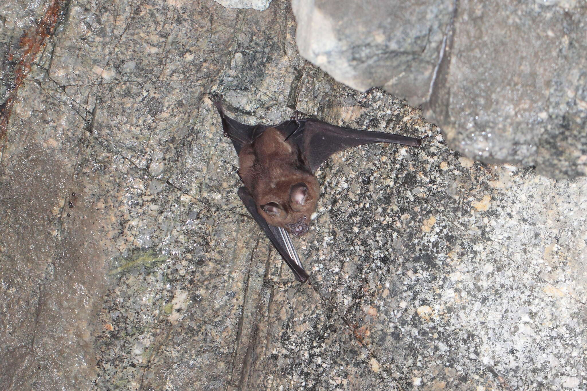 Image of Great Himalayan Leaf-nosed Bat