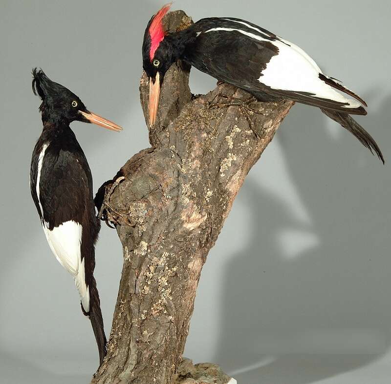 Image of Imperial Woodpecker