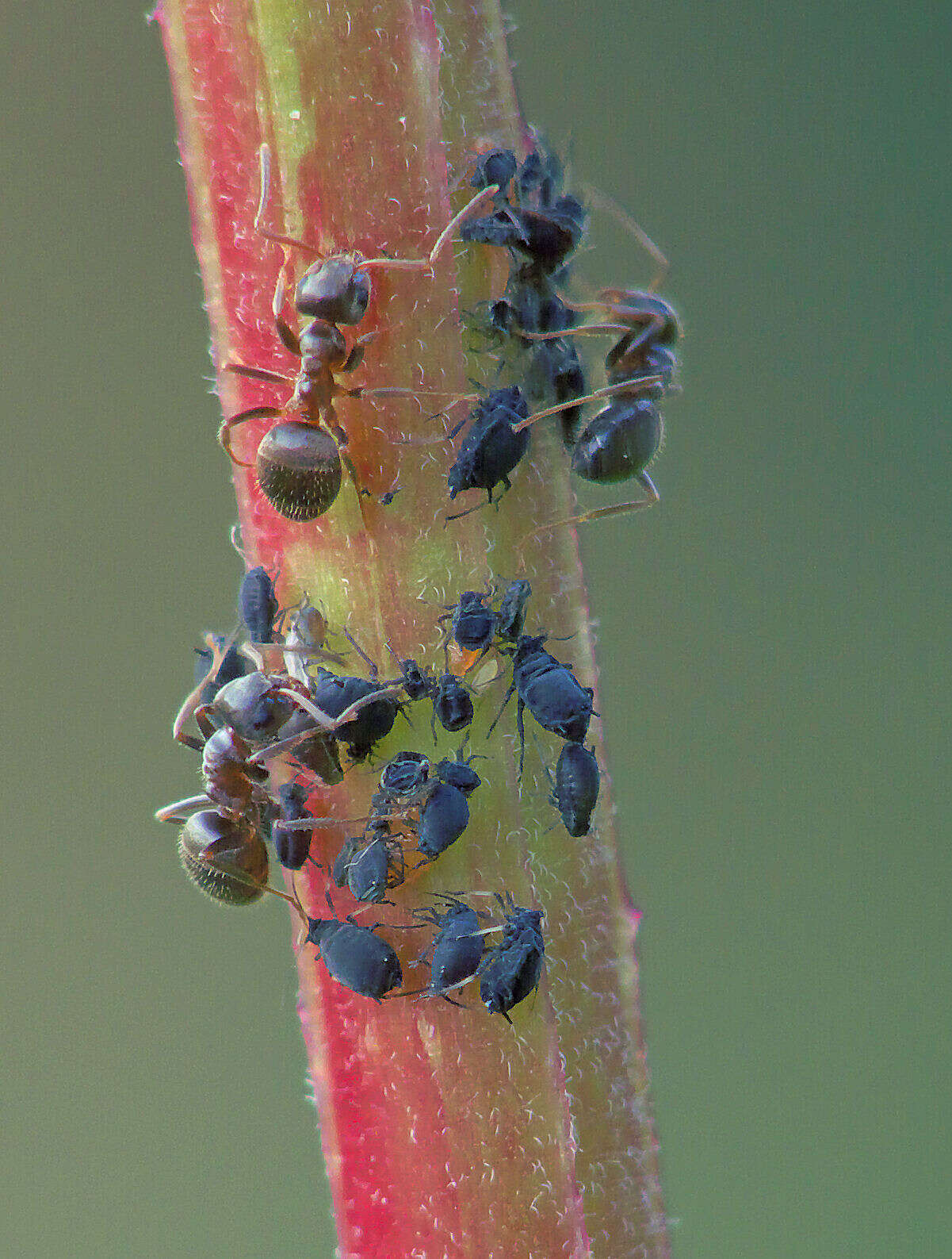 Imagem de Epilobium tetragonum L.