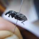 Image of Large Thistle Weevil