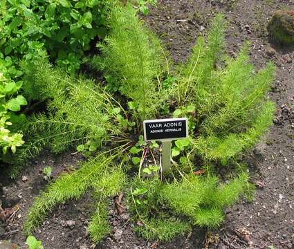 Image of false hellebore