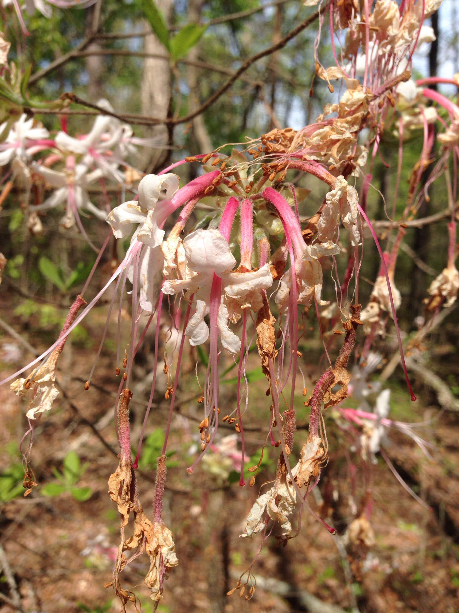 Image of mountain azalea