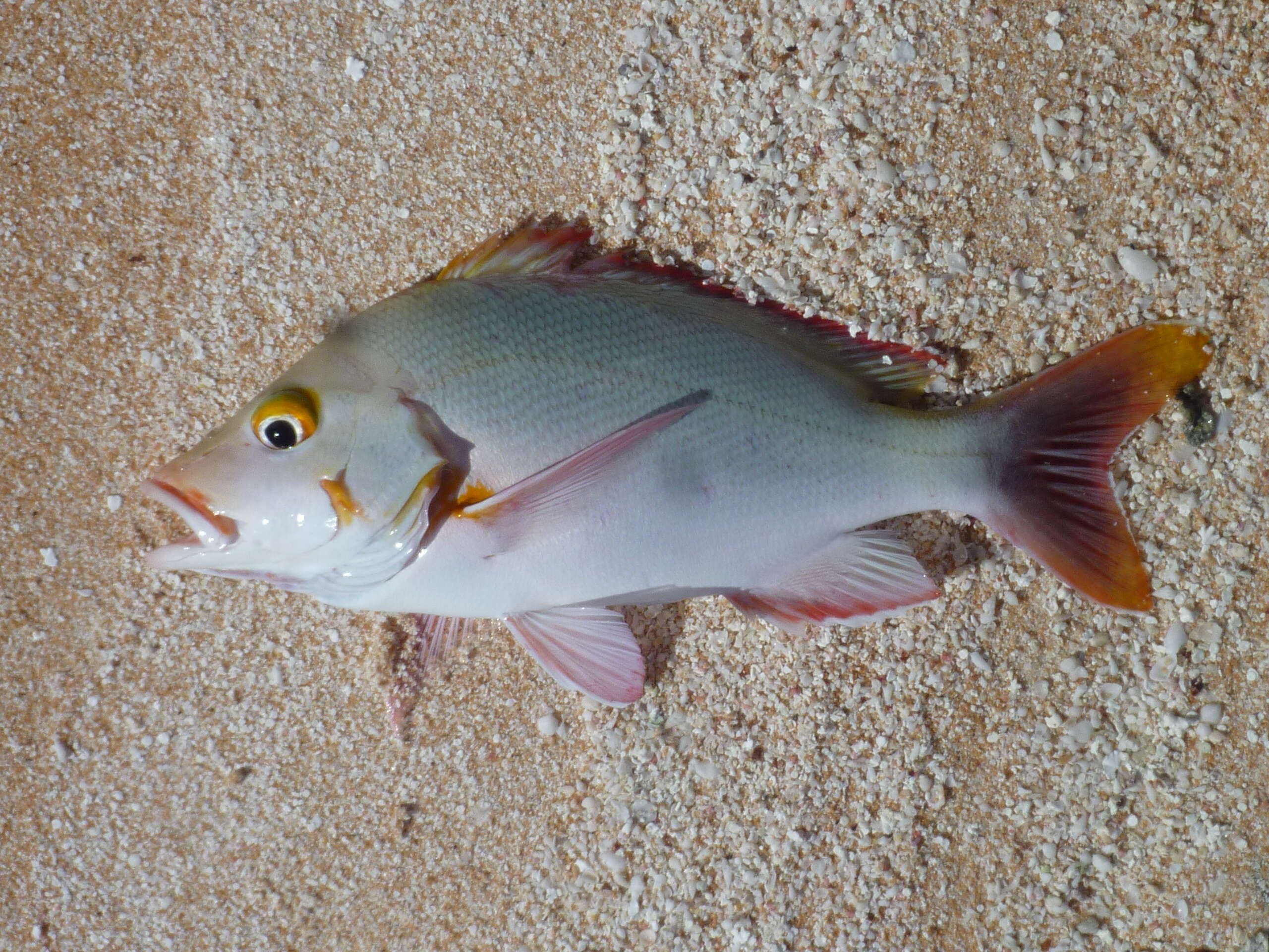 Image of Humpback red snapper