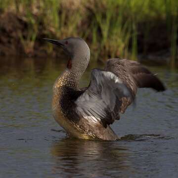 Image of Red-throated Diver