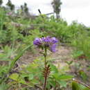 Image de Phacelia franklinii (R. Br.) A. Gray