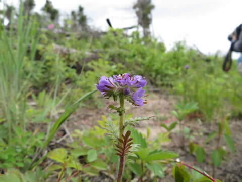 Image de Phacelia franklinii (R. Br.) A. Gray