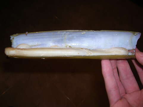 Image of Grooved Razor Shell