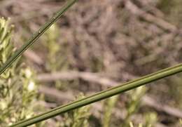 Imagem de Gladiolus quadrangularis (Burm. fil.) Aiton