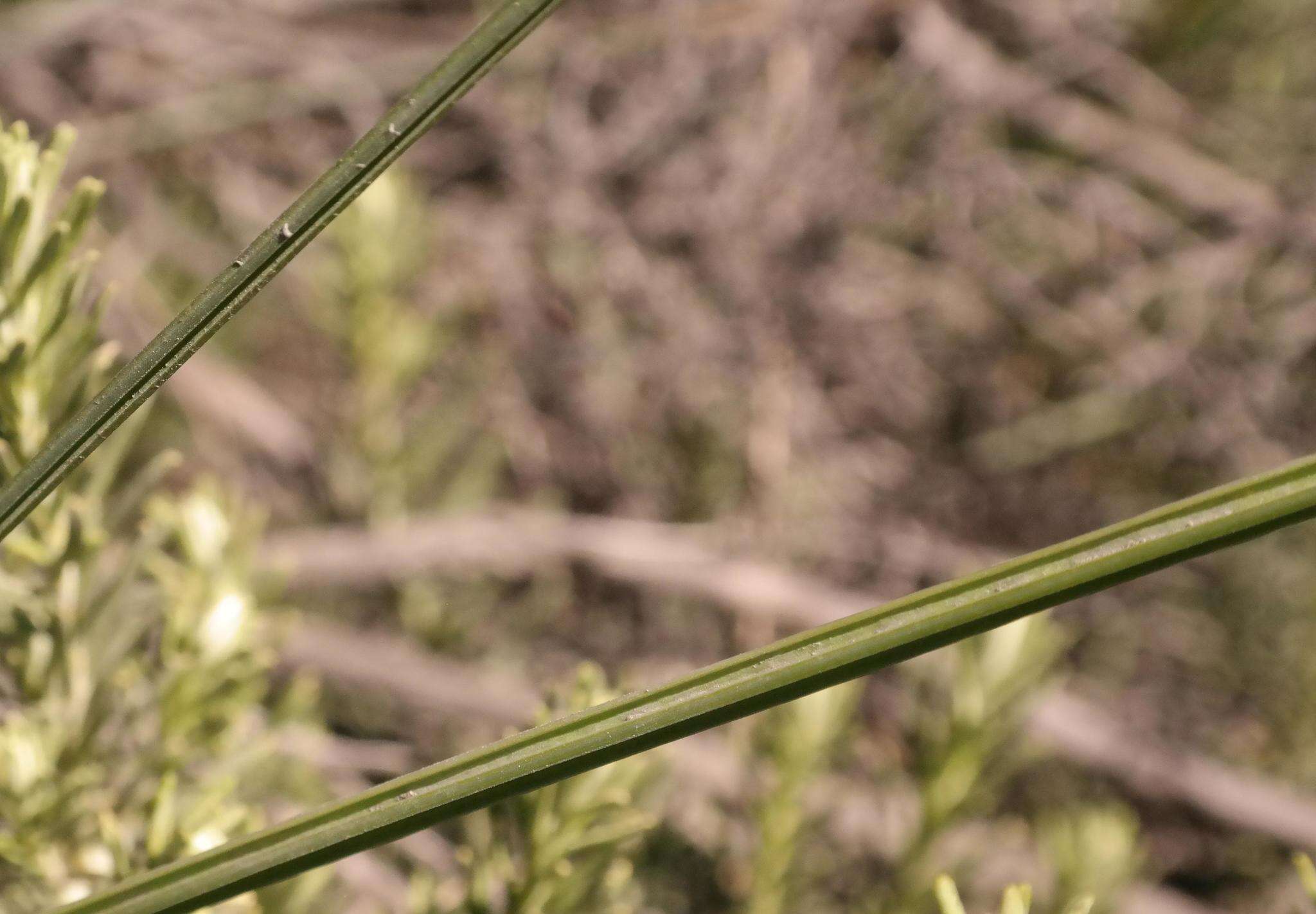 Imagem de Gladiolus quadrangularis (Burm. fil.) Aiton